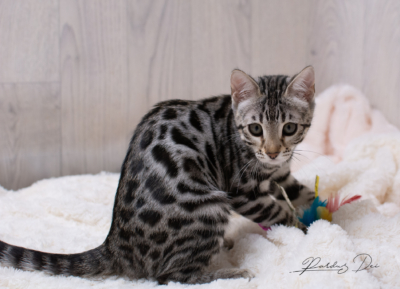 Ad Vitam Aeternam chat bengal silver de la chatterie pardus dei près de lyon sur fond blanc assisse en train de jouer avec un plumeau