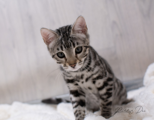 Portrait de face de Ad Vitam Aeternam chat bengal silver de la chatterie pardus dei près de lyon sur fond blanc