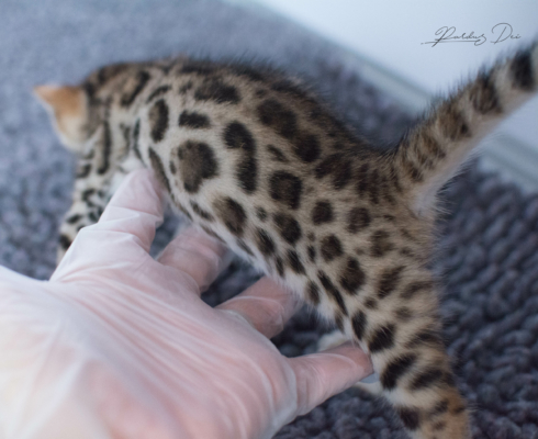 Viva La Luna, chaton Bengal Brown de la chatterie Pardus Dei près de Lyon