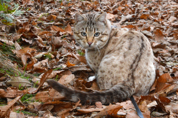 Prince of Desert chat bengal mâle issus de la chatterie Pardus Dei près de Lyon dans un bois vu de face Prince of Desert chat bengal mâle issus de la chatterie Pardus Dei près de Lyon dans un bois vu de face
