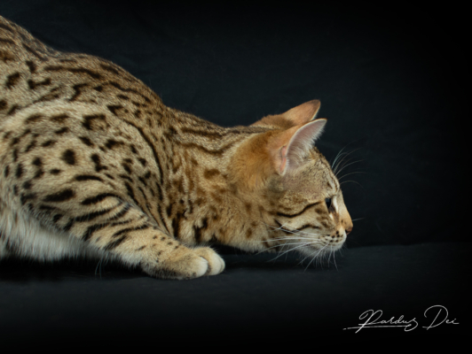 Portrait de profil Vintage Dream chat bengal brown de la chatterie pardus dei près de lyon dans un studio photo sur fond noir Vintage 25