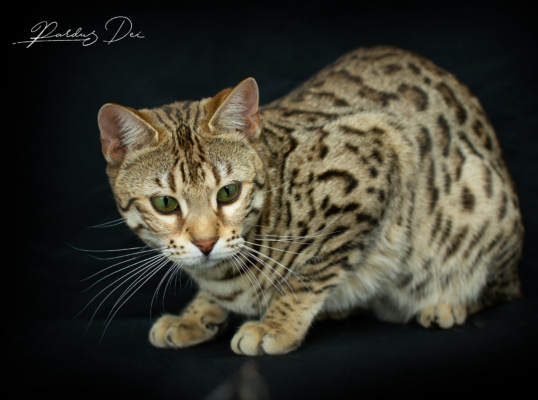 Vintage Dream chat bengal brown de la chatterie pardus dei près de lyon dans un studio photo sur fond noir couché de face Vintage 8