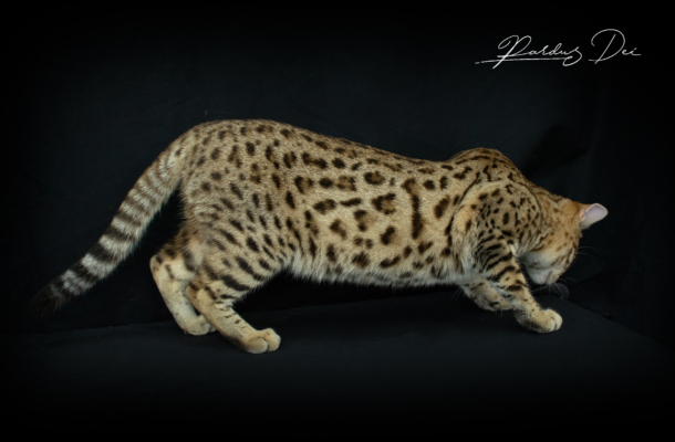 Vintage Dream chat bengal brown de la chatterie pardus dei près de lyon dans un studio photo sur fond noir debout de côté Vintage 7