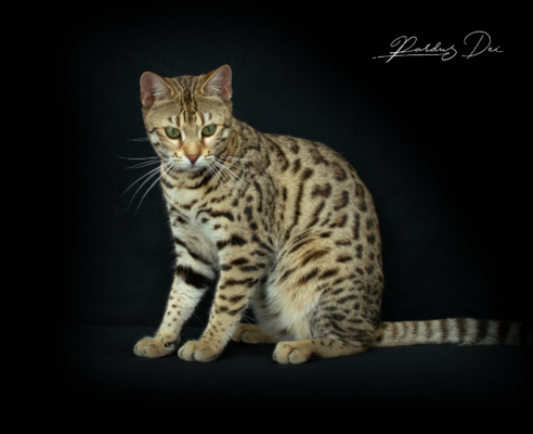 Vintage Dream chat bengal brown de la chatterie pardus dei près de lyon dans un studio photo sur fond noir assise de face Vintage 5