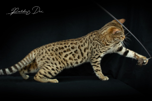 Vintage Dream chat bengal brown de la chatterie pardus dei près de lyon dans un studio photo sur fond noir debout en train de jouer Vintage 24