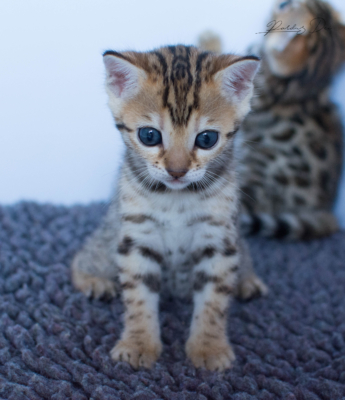 chaton bengal brown 6