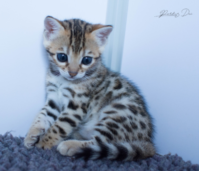 chaton bengal brown 5
