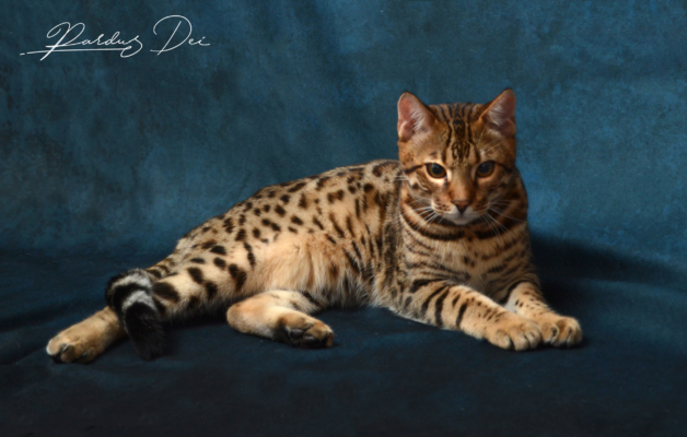 Barney Stinson, chaton Bengal Brown issus de la chatterie Pardus Dei près de Lyon couché de face dans un studio photo bleu