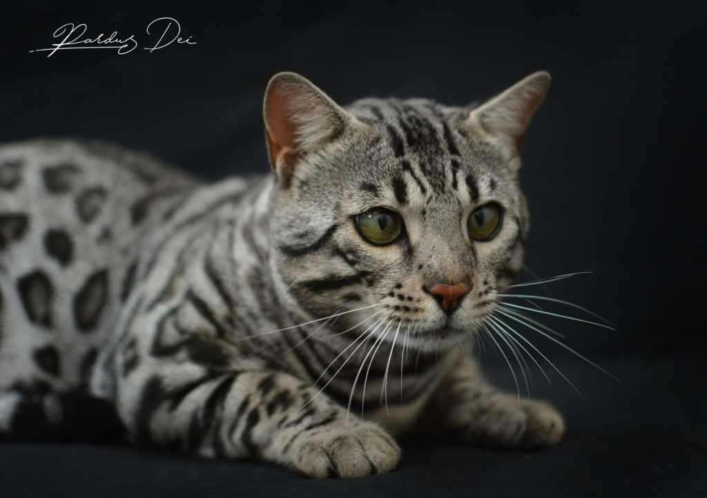 The Only One chat Bengal appartenenant à la chatterie PardusDei près de Lyon dans un studio photo sur fond noir de face
