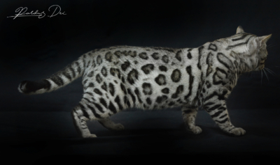 The Only One chat Bengal appartenenant à la chatterie PardusDei près de Lyon dans un studio photo sur fond noir debout de profil The Only One chat Bengal appartenenant à la chatterie PardusDei près de Lyon dans un studio photo sur fond noir debout de profil