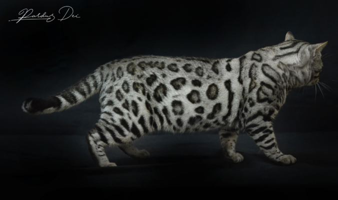 The Only One chat Bengal appartenenant à la chatterie PardusDei près de Lyon dans un studio photo sur fond noir debout de profil The Only One chat Bengal appartenenant à la chatterie PardusDei près de Lyon dans un studio photo sur fond noir debout de profil