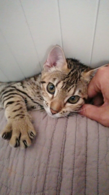 chaton bengal très mignon qui se fait caresser