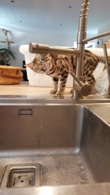 chaton bengal qui boit au robinet