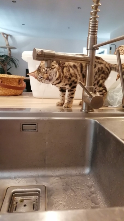chaton bengal qui boit au robinet chaton bengal qui boit au robinet