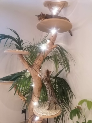 chaton bengal sur un arbre a chat