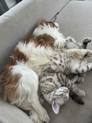 chaton bengal très mignon avec un chien, issus de l'élevage pardus dei près de lyon