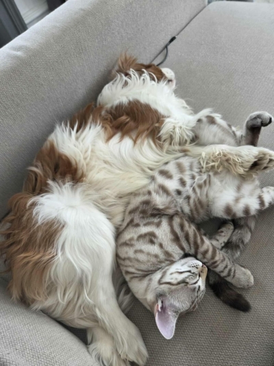 chaton bengal très mignon avec un chien, issus de l'élevage pardus dei près de lyon chaton bengal très mignon avec un chien, issus de l'élevage pardus dei près de lyon
