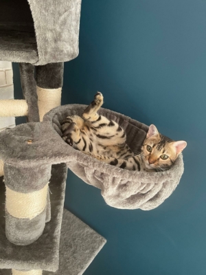 Chaton bengal détendu dans son arbre a chat