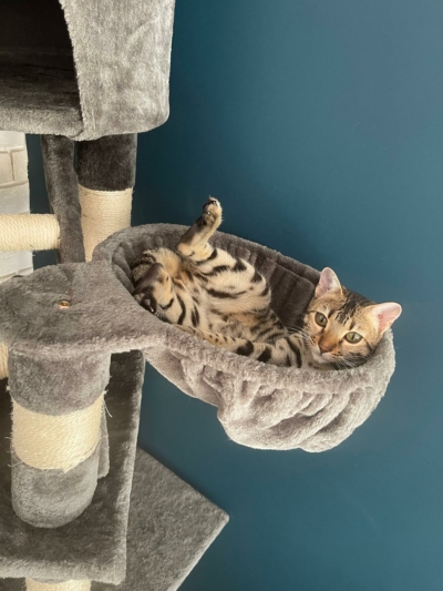 Chaton bengal détendu dans son arbre a chat Chaton bengal détendu dans son arbre a chat