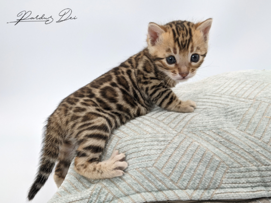 Scandaleuse chaton bengal brown de la chatterie pardus dei près de lyon sur un coussin