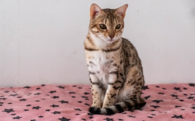 chat bengal brown disponible sur un canapé qui jour avec un sur un plaid de face chat bengal brown disponible sur un canapé qui jour avec un sur un plaid de face