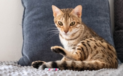 chat bengal brown disponible sur un canapé devant un coussin chat bengal brown disponible sur un canapé devant un coussin