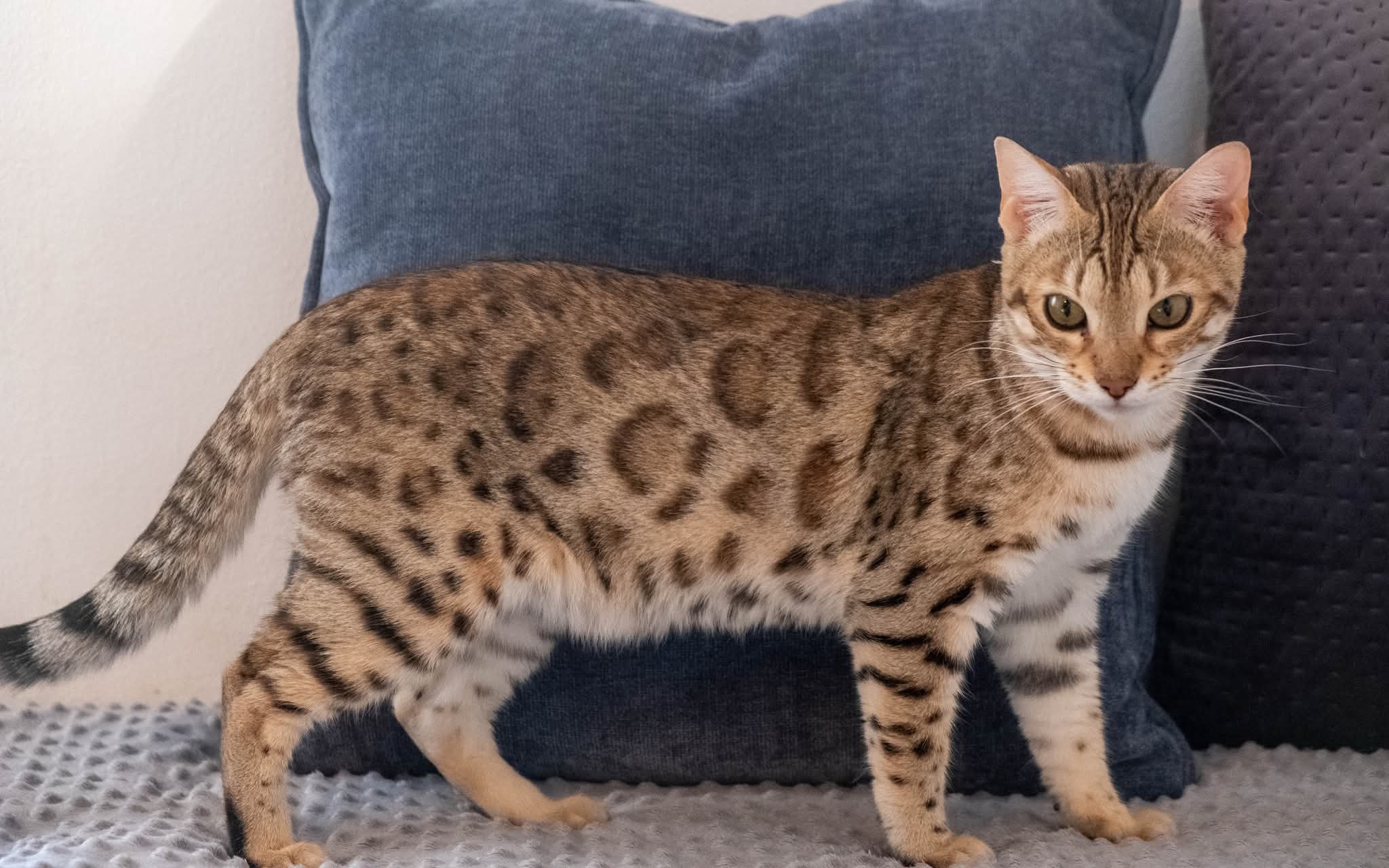 chat bengal brown disponible sur un canapé devant un coussin debout