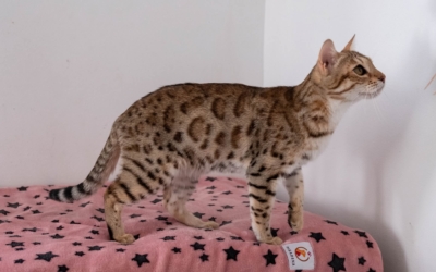 chat bengal brown disponible sur un canapé qui jour avec un sur un plaid chat bengal brown disponible sur un canapé qui jour avec un sur un plaid