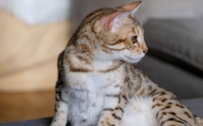 chat bengal brown disponible sur un canapé qui jour avec un de profil chat bengal brown disponible sur un canapé qui jour avec un de profil