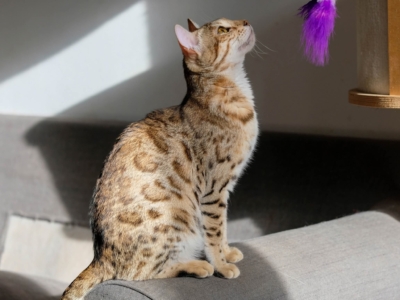 chat bengal brown disponible sur un canapé qui jour avec un plumeau chat bengal brown disponible sur un canapé qui jour avec un plumeau