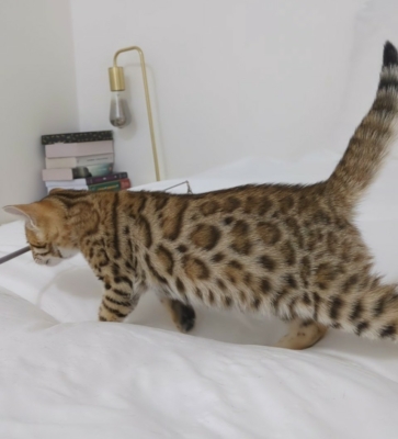 Bella Dona chaton Bengal Brown issus de la chatterie pardus dei près de lyon debout de coté avec de belles rosettes