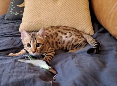 chaton bengal sur un lit très mignon chaton bengal sur un lit très mignon