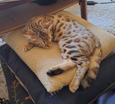 chaton bengal sur un coussin chaton bengal sur un coussin