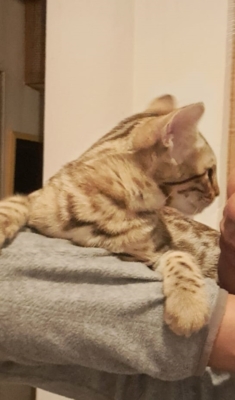 chaton bengal de profil