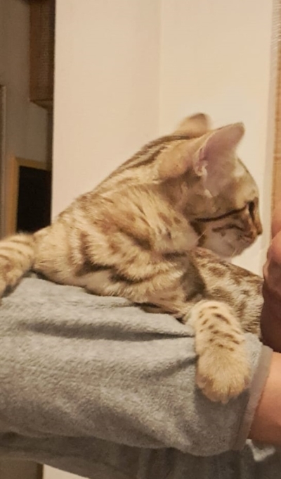 chaton bengal de profil chaton bengal de profil