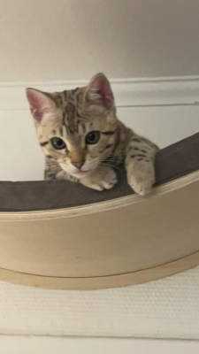 chat bengal sur un arbre a chat, issus de la chatterie pardus dei près de lyon