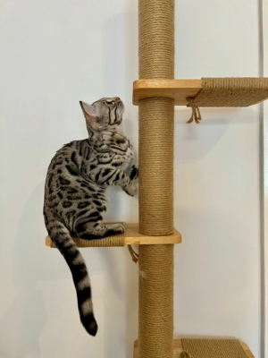 chaton bengal sliver de qualité de la chatterie pardus dei