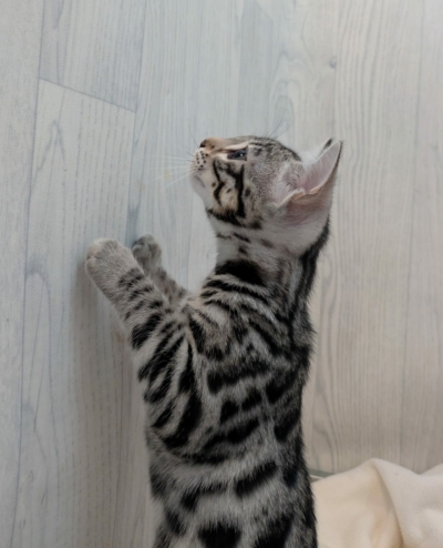 Portrait de profil de Ad Vitam Aeternam chat bengal silver de la chatterie pardus dei près de lyon sur fond blanc