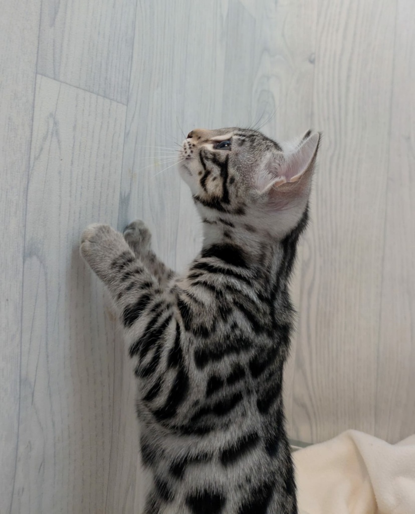 Portrait de profil de Ad Vitam Aeternam chat bengal silver de la chatterie pardus dei près de lyon sur fond blanc