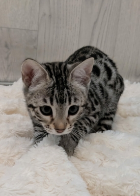 Ad Vitam Aeternam chat bengal silver de la chatterie pardus dei près de lyon sur fond blanc, couchée de face