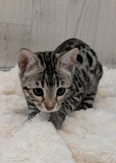 Ad Vitam Aeternam chat bengal silver de la chatterie pardus dei près de lyon sur fond blanc, couchée de face