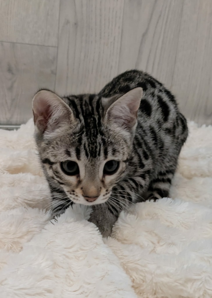 Ad Vitam Aeternam chat bengal silver de la chatterie pardus dei près de lyon sur fond blanc, couchée de face