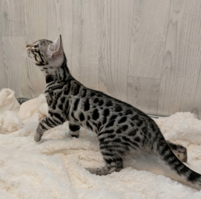 Ad Vitam Aeternam chat bengal silver de la chatterie pardus dei près de lyon sur fond blanc, debout de coté