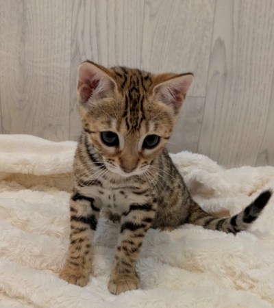 Aloha chaton bengal brown de la chatterie Pardus Dei près de Lyon sur fond blanc en tain de jouer avec un plumeau de face Aloha 20