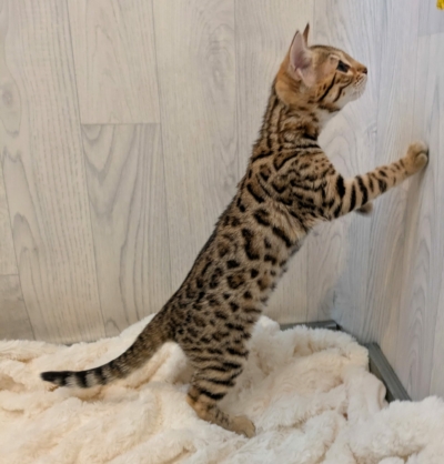 Aloha chaton bengal brown de la chatterie Pardus Dei près de Lyon sur fond blanc dressée sur les pattes arrières de côté Aloha 3
