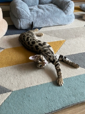 chaton bengal brown pardus dei insctits au LOOF