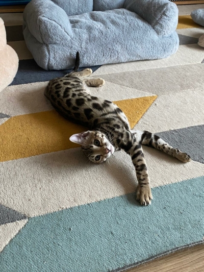 chaton bengal brown pardus dei insctits au LOOF chaton bengal brown pardus dei insctits au LOOF