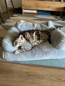 Chat Bengal silver et Brown Al Pacino et Al Capone de la chatterie Bengal Pardus Dei