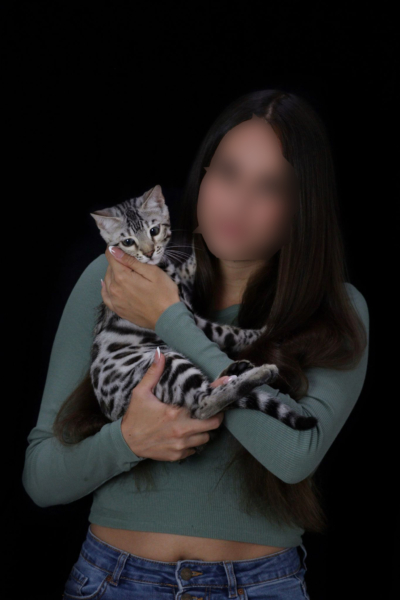 Chat Bengal silver Arrow de la chatterie Bengal Pardus Dei près de lyon dans les bras de sa propriétaire de face Chat Bengal silver Arrow de la chatterie Bengal Pardus Dei près de lyon dans les bras de sa propriétaire de face