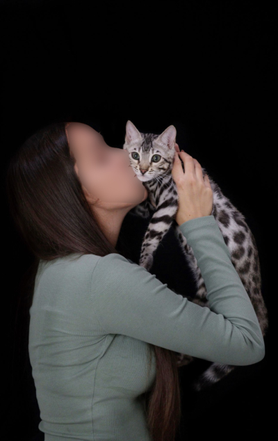 Chat Bengal silver Arrow de la chatterie Bengal Pardus Dei près de lyon dans les bras de sa propriétaire Chat Bengal silver Arrow de la chatterie Bengal Pardus Dei près de lyon dans les bras de sa propriétaire
